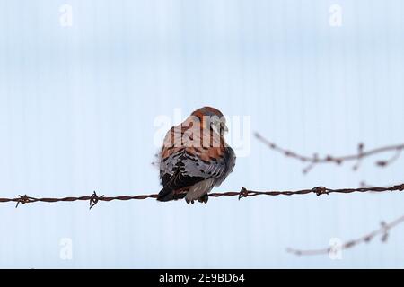 Kestrel Stock Photo