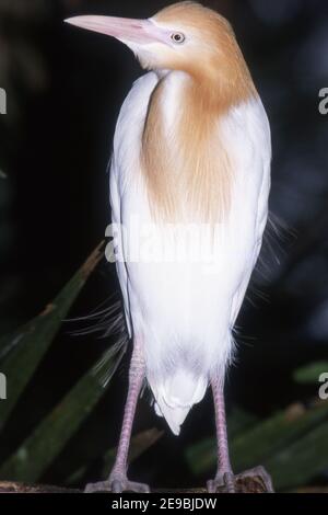 CATTLE EGRET (BUBULCUS IBIS) ADORNED WITH BUFF PLUMES DURING THE BREEDING SEASON. Stock Photo