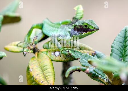 A rarely seen Black Lipped Green Lizard (Calotes Nigrilabris) at Horton Plains National Park at Ohiya in the central highlands of Sri Lanka. Stock Photo