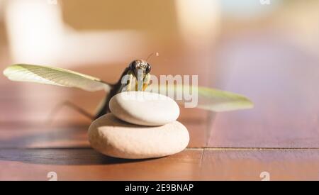 Praying mantis with streched out wings on white stones on wooden table in pastel colors in Spain Stock Photo