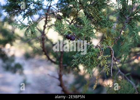 Juniper blurred background. Defocused photograph with pine cones and juniper branches. Stock Photo