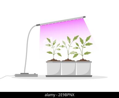 Spring seedlings in pots under phyto lamp. Growing gardening plants with purple light. Vegetarian and ecological products. Vector illustration in flat Stock Vector