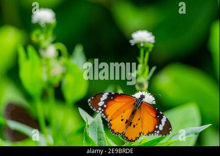 Close up shot of Plain tiger butterfly at Taipei, Taiwan Stock Photo