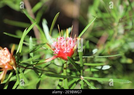 Lambertia formosa, commonly known as mountain devil or honey flower, is a shrub of the family Proteaceae, endemic to New South Wales, Australia. Pictu Stock Photo