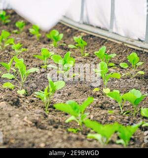 Small Sprouts of young eggplants in the greenhouse Stock Photo