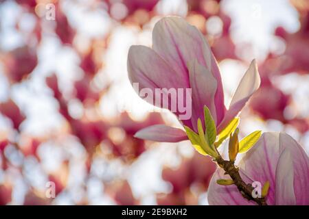 magnolia blossom on a sunny springtime day. pink flowers on the twigs in bright light. harmony and beauty in nature concept Stock Photo