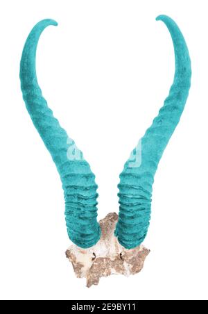 Springbuck Blue Springbok antlers isolated on a white background Stock Photo - Alamy