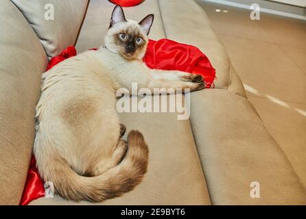 Siamese cute kitty lies on the sofa at home Stock Photo