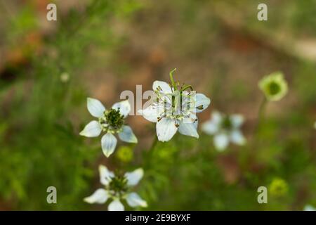 Nigella sativa the black seeds originate from the common fennel flower plant Stock Photo