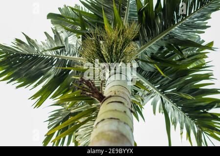 The betel nut is the seed of the areca, or betel, palm Areca catechu, family Arecaceae, and the betel leaf is from the betel pepper or pan plant Stock Photo