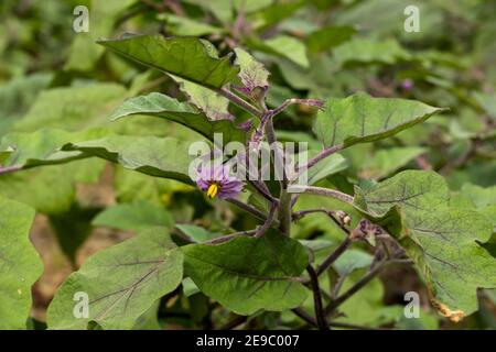 The Eggplant or brinjal or Solanum melongena flower and vegetable is grown worldwide Stock Photo