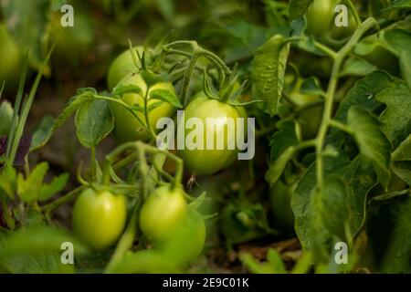Tomatoes are fruits that are considered vegetables by nutritionists. Botanically, a fruit is a ripened flower ovary and contains seeds Stock Photo