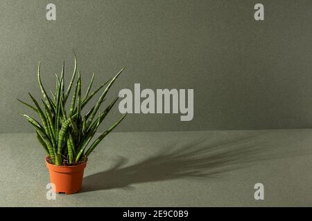 Home plants. Sansevieria cylindrica in brown pots on a green background. Front view Copy space. Stock Photo