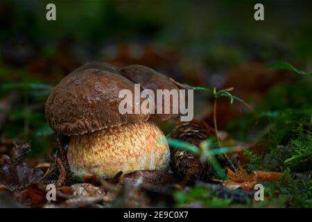 Edible mushrooms with excellent taste, neoboletus luridiformis Stock Photo