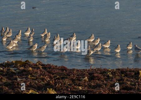 sanderlings on the seashore in december in spain Stock Photo