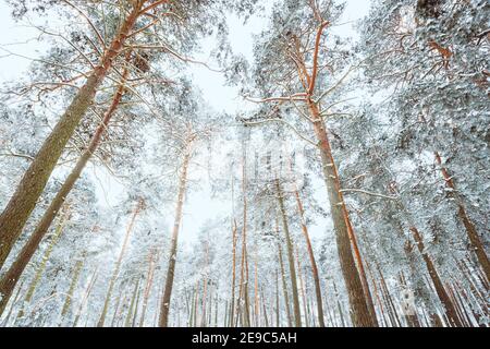 Snow Covered Pine Forest. Frosted Trees Frozen Trunks Woods In Winter Snowy Coniferous Forest Landscape.