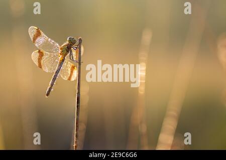 Dragonfly in close up (sympetrum Pedemonatum) natural environment.
