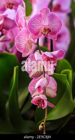 Kew Gardens Orchid Festival, beautiful orchids at Royal Botanic Gardens, Kew, London Stock Photo