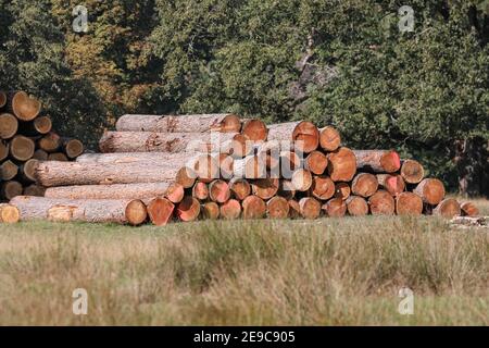 Logs of timber and stacks of felled trees and tree trunks, forestry and woodland management in Germany Stock Photo