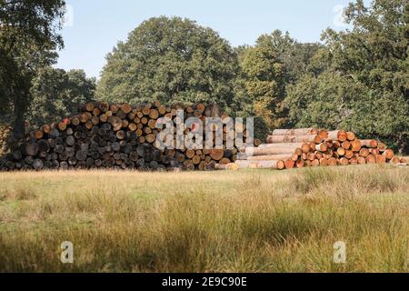 Logs of timber and stacks of felled trees and tree trunks, forestry and woodland management in Germany Stock Photo
