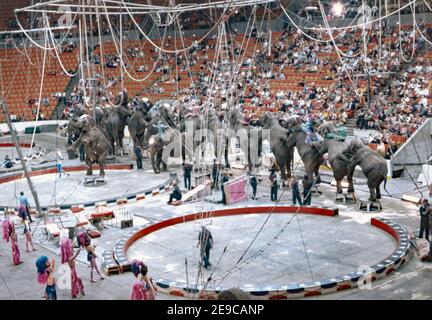 Elephants take to the arena at the three-ring Ringling Bros and Barnum and Bailey Circus the USA in 1974. It was called ‘The Greatest Show on Earth’. Changes in attitudes in using animals for entertainment has meant the retirement from performing for animals such as the elephant. Ringling Bros and Barnum and Bailey Circus began that process in 2015 when the circus’s parent company, Feld Entertainment, first announced it would be phasing out its use of performing elephants. The elephants move into a brand-new conservation centre in Florida in 2021. Stock Photo