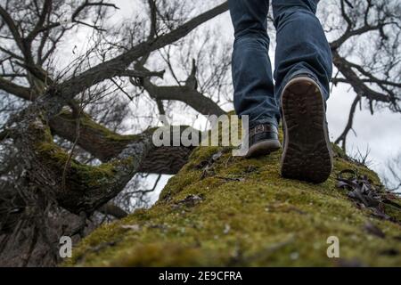 The picture of a man´s feet, while climbing on a crooked tree´s trunk covered with moss. . It looks like he is stepping to the sky. Stock Photo