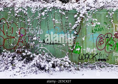 Graffitied wooden fence covered with brambles, covered in snow. Stock Photo