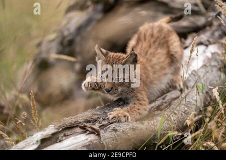 Lynx cub sharpening its claws on the trunk of a fallen tree Stock Photo