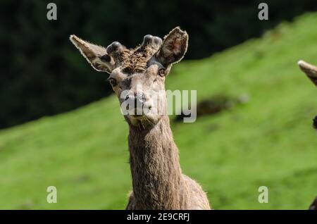 little deer looking at the camera in the zoo Stock Photo