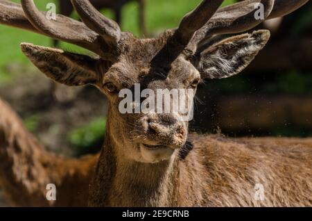 deer looking at the camera in the zoo Stock Photo