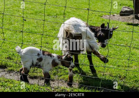 little baby goat with mother behind fence in zoo Stock Photo