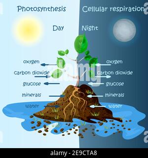 Tree carbon cycle diagram hi-res stock photography and images - Alamy