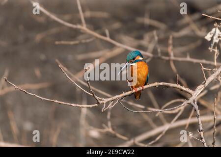 Common kingfisher (Alcedo atthis), Isehara City, Kanagawa Prefecture, Japan