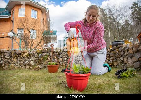 woman watering potted flowers from a garden watering can in the backyard of a house in spring. DIY concept Stock Photo