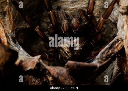 Brisbane Trapdoor Spider in web trap Mt Glorious section of D'Aguilar National Park, Queensland, Australia Stock Photo