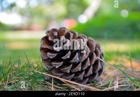 Pine cone fallen on the green grass in forest. Close up pine cone. Stock Photo