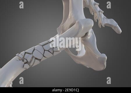 Broken dog femur bone with visible other bones. Canine skeleton 3d illustration Stock Photo