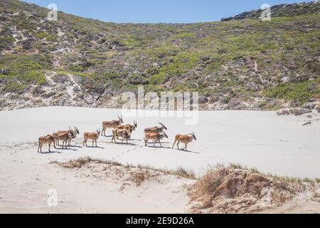 A herd of Common Eland (Taurotragus oryx) walking up a Sandy beach dune along the Cape coastline, Cape Point National Park, Cape Town, South Africa
