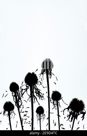 Dried echinacea flower seed pods pattern. Silhouette Stock Photo