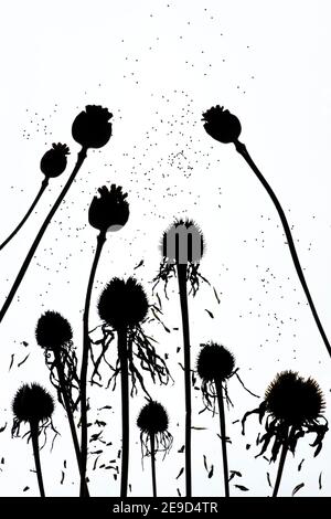 Dried echinacea and poppy flower seed pods pattern. Silhouette Stock Photo