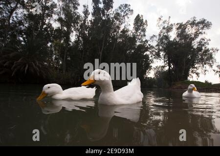 Domestic ducks (Anas platyrhynchos domestica) are ducks that are raised for meat, eggs and down. Many ducks are also kept for show, as pets, or for th Stock Photo