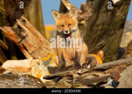 red fox (Vulpes vulpes), fox cub sits yawning on a ruin, front view, Estonia, Soomaa National Park Stock Photo
