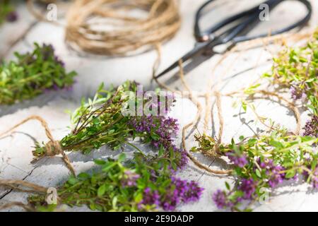 Broad-Leaved Thyme, Dot Wells Creeping Thyme, Large Thyme, Lemon Thyme, Mother of Thyme, Wild Thyme (Thymus pulegioides), collected thmye is bound in Stock Photo