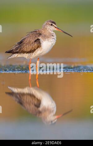 Spotted redshank (Tringa erythropus), adult in winter plumage standing in the water, Italy, Campania Stock Photo