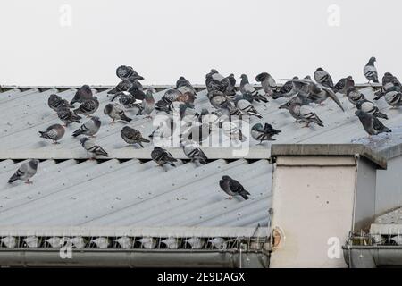 domestic pigeon, feral pigeon (Columba livia f. domestica), flock of pigeons on a roof of an old building, Germany, Bavaria Stock Photo