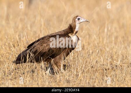 hooded vulture (Necrosyrtes monachus), juvenile standing on the ground, South Africa, Mpumalanga Stock Photo