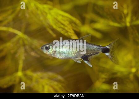 Panda Tetra Dawn Tetra Aphyocharax Paraguayensis Freshwater Aquarium 