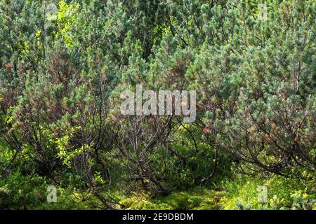 Mountain pine, Mugo pine (Pinus mugo, Pinus montana), bushes, Germany Stock Photo