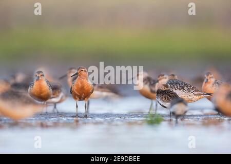 red knot (Calidris canutus), red knots standing in breeding plumage in shallow water with a dunlin, Germany Stock Photo