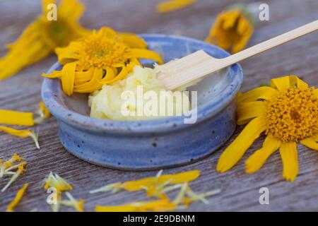 American arnica, Leafy Arnica, Leafy Leopardsbane (Arnica chamissonis), selfmade Arnica ointment, Germany Stock Photo